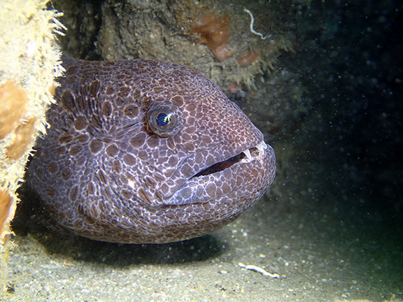 Wolf Eel