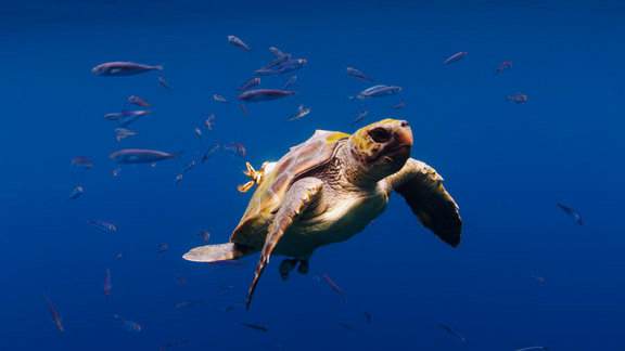 Loggerhead Turtle