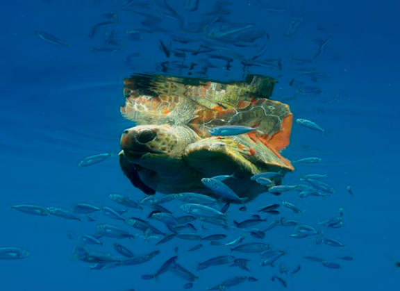 Loggerhead Turtle