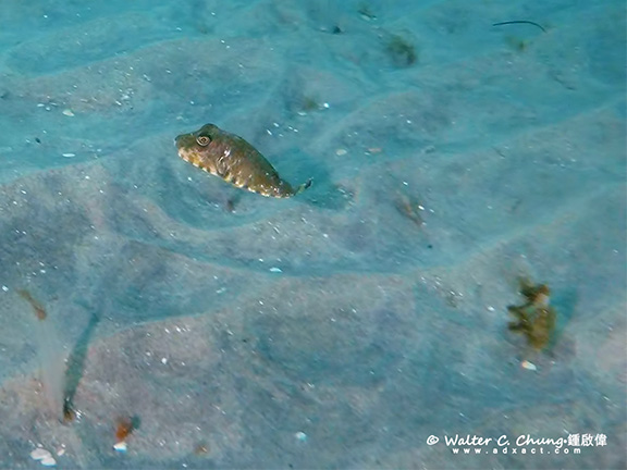 Longnose Puffer