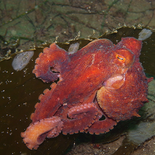 Red Octopus