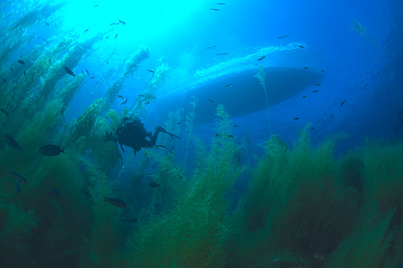 Sargassum horneri