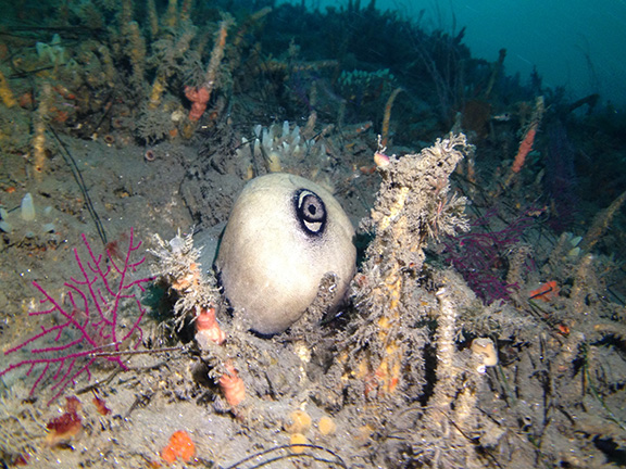 Giant Keyhole Limpet