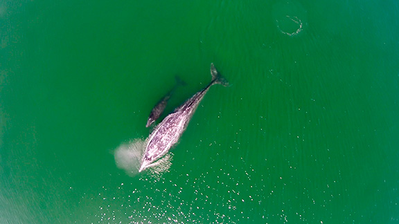 Gray Whale