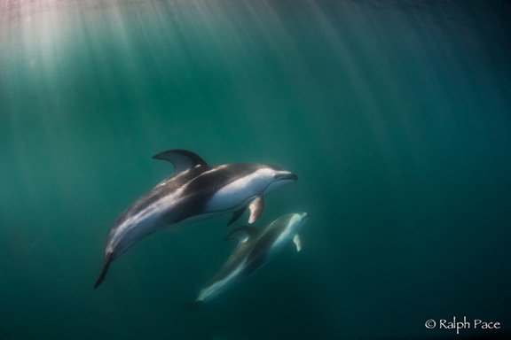 Pacific White-sided Dolphins