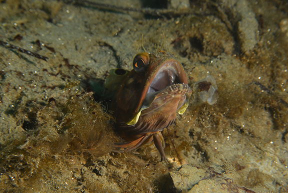 Sarcastic Fringehead