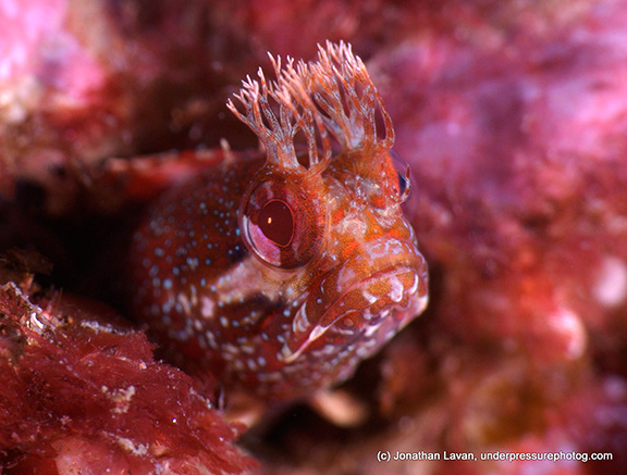 Yellowfin Fringehead