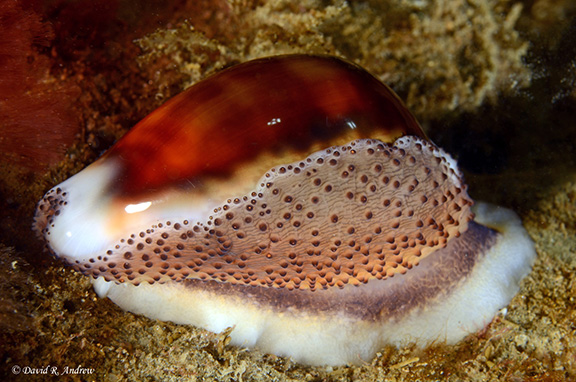 Chestnut Cowry