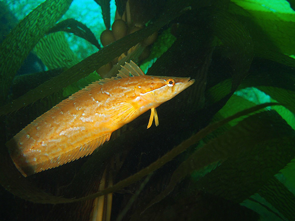 Giant Kelpfish