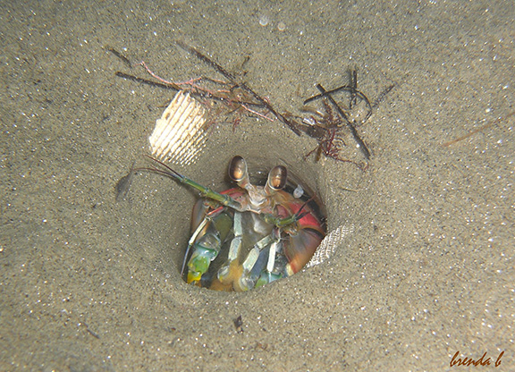 Mantis Shrimp