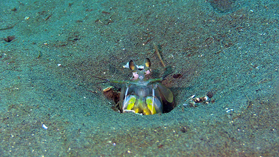 Mantis Shrimp