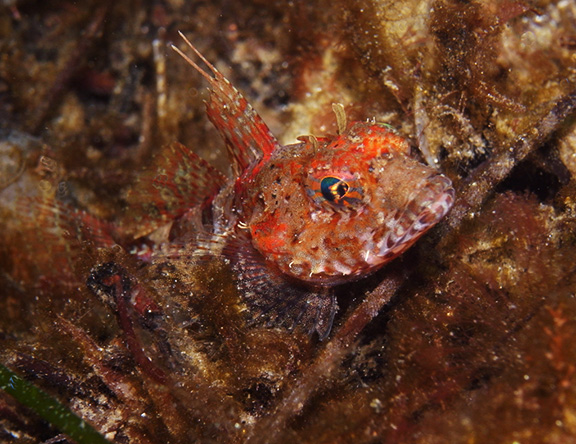 Pithead Sculpin