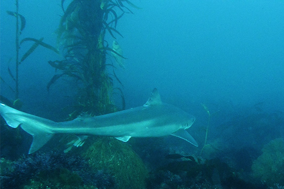 Soupfin Shark