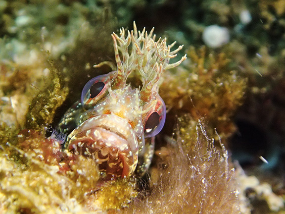 Yellowfin Fringehead