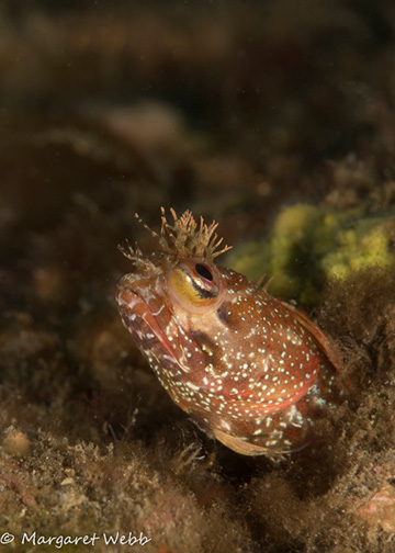 Yellowfin Fringehead