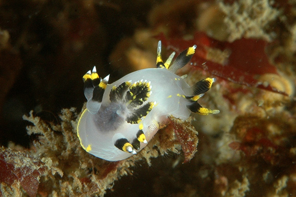 Polycera tricolor