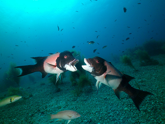 California Sheephead