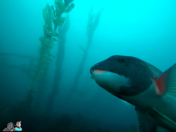 California Sheephead