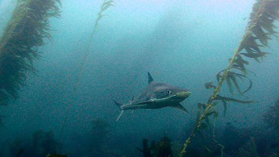 Soupfin Shark