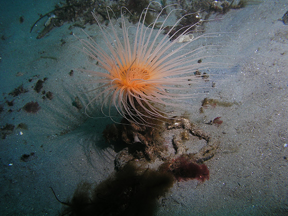 Tube-dwelling Anemone