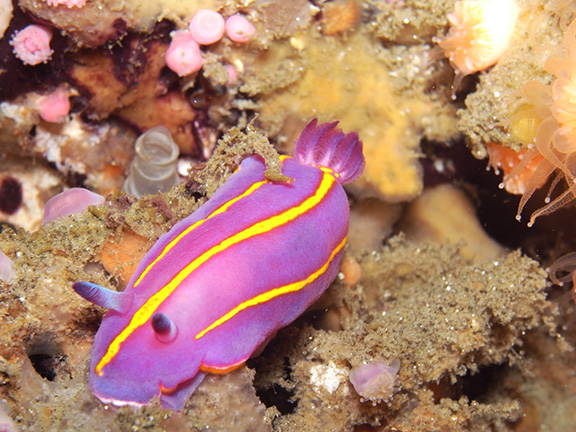 Chromodoris macfarlandi