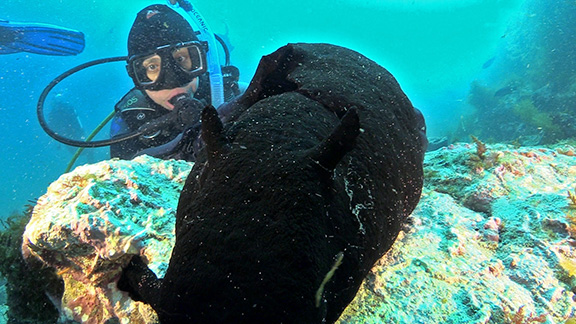 Black Sea Hare