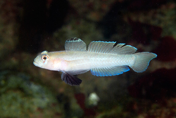 Blackeye Goby