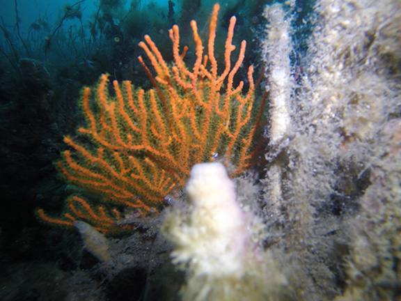 Orange Gorgonian