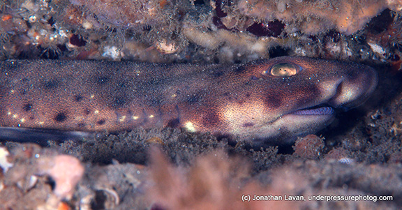 Swell Shark