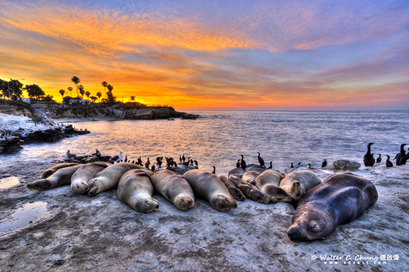 California Sea Lions