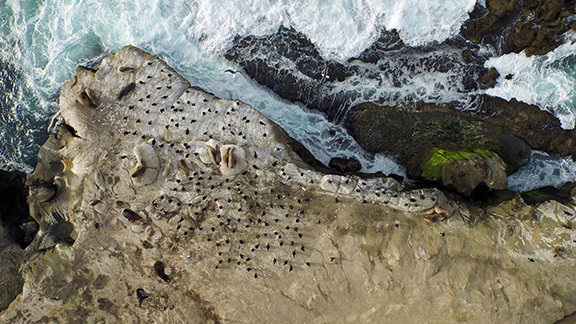 La Jolla Cliffs