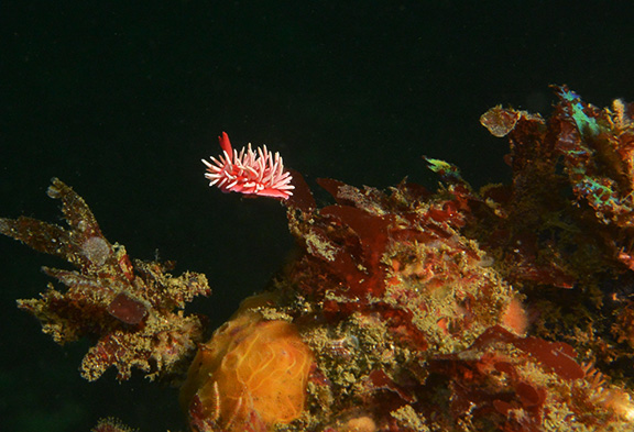 Okenia rosacea