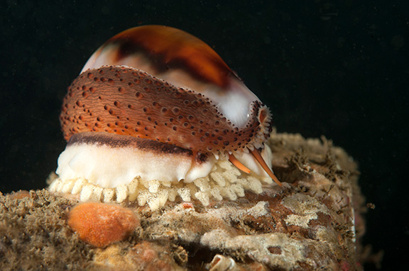 Chestnut Cowry