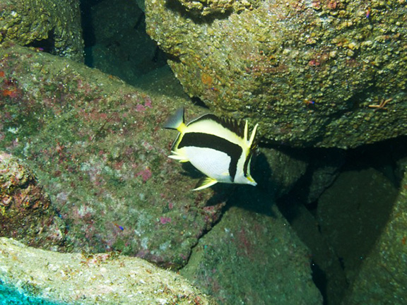 Scythe Butterflyfish