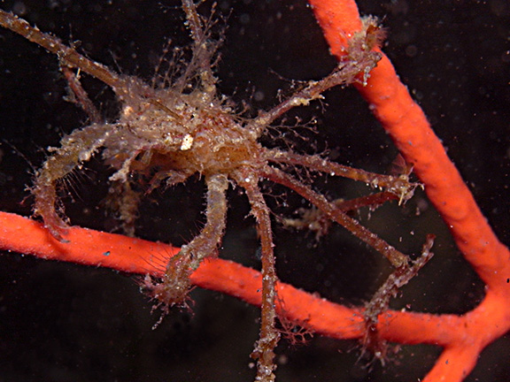 Short-necked Pear Crab