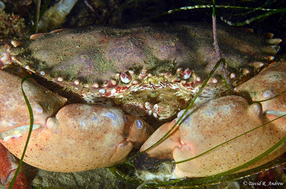 Brown Rock Crab