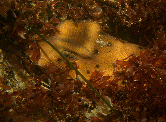 Horn Shark