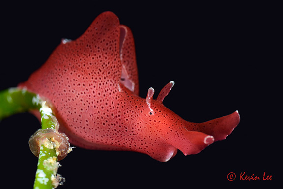 Sea Hare