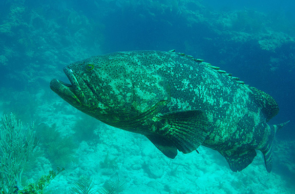 Goliath Grouper