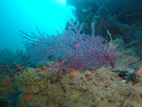 Purple Gorgonian