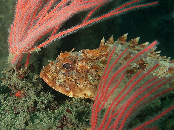 California Scorpionfish