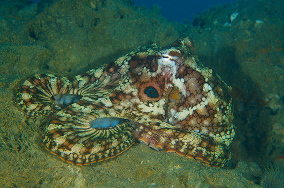 Two-spot Octopus