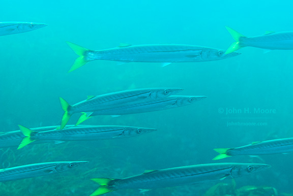 Pacific Barracuda