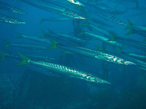 Pacific Barracuda