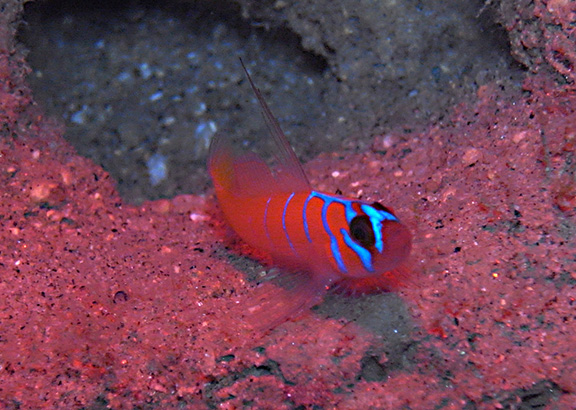 Bluebanded Goby