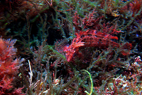 Crevice Kelpfish