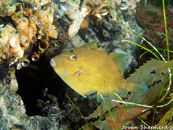 Finescale Triggerfish