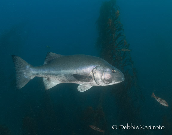 Giant Sea Bass