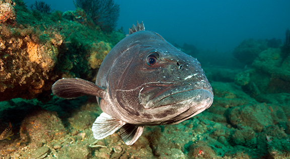 Giant Sea Bass