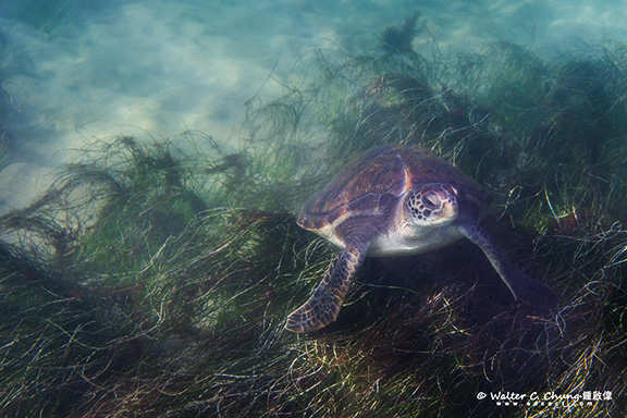 Green Sea Turtle